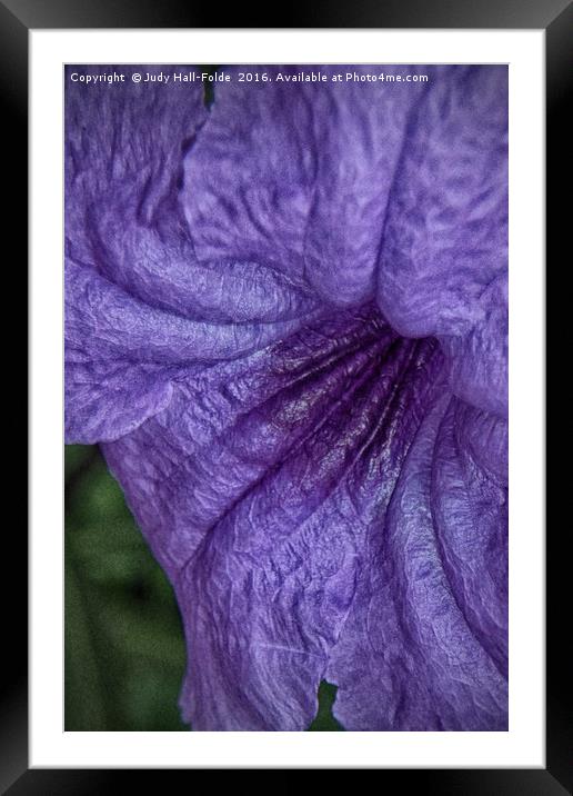 Mexican Petunia Framed Mounted Print by Judy Hall-Folde