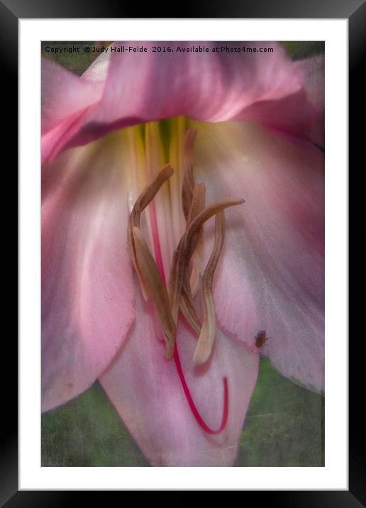Lily Landing Framed Mounted Print by Judy Hall-Folde