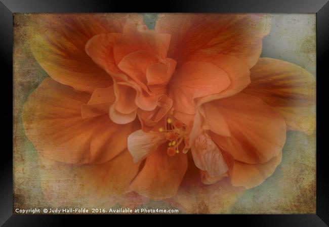Shades of Orange Framed Print by Judy Hall-Folde