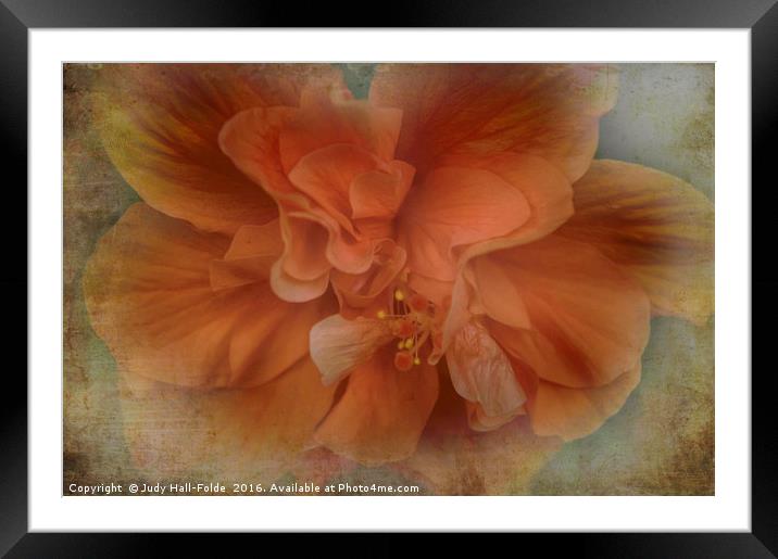 Shades of Orange Framed Mounted Print by Judy Hall-Folde