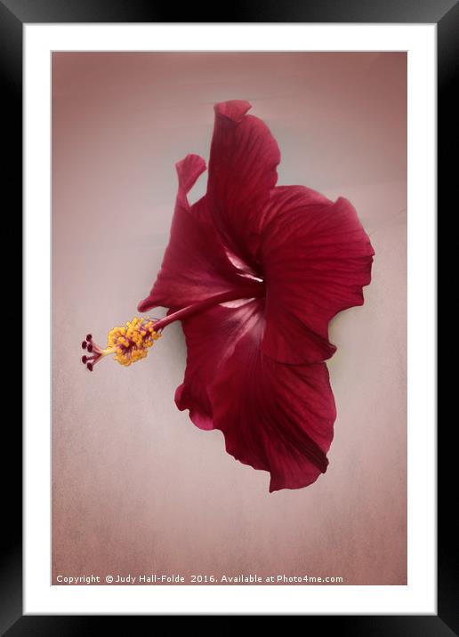 Rich Red Framed Mounted Print by Judy Hall-Folde