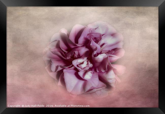 Softly Pink Framed Print by Judy Hall-Folde