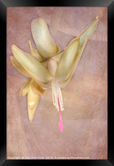Cactus Bloom Framed Print by Judy Hall-Folde