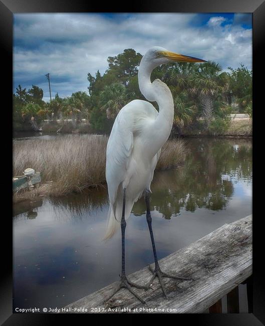 Charlie the Great Egret Framed Print by Judy Hall-Folde