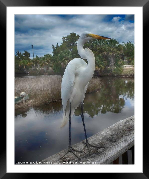 Charlie the Great Egret Framed Mounted Print by Judy Hall-Folde