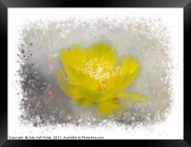 Cactus Flower Framed Print by Judy Hall-Folde