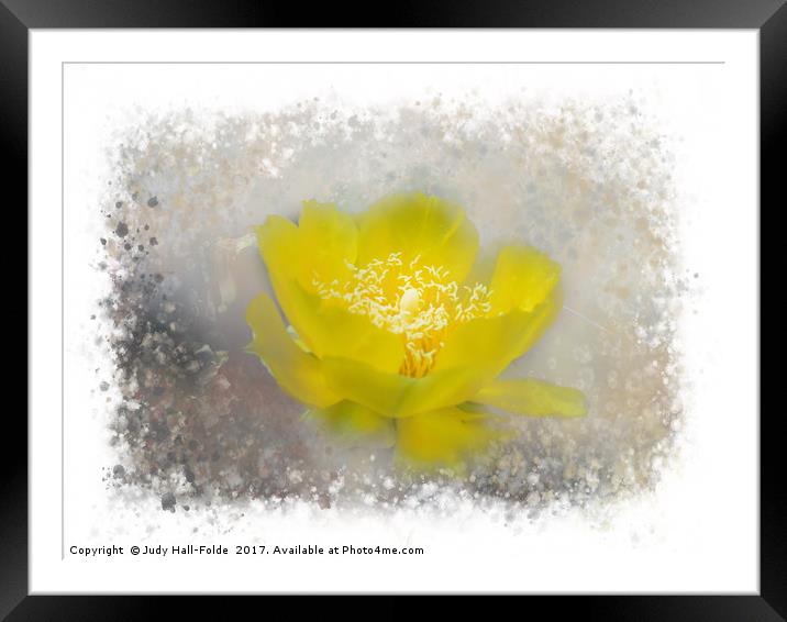 Cactus Flower Framed Mounted Print by Judy Hall-Folde
