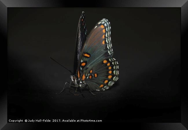 Drying Wings Framed Print by Judy Hall-Folde