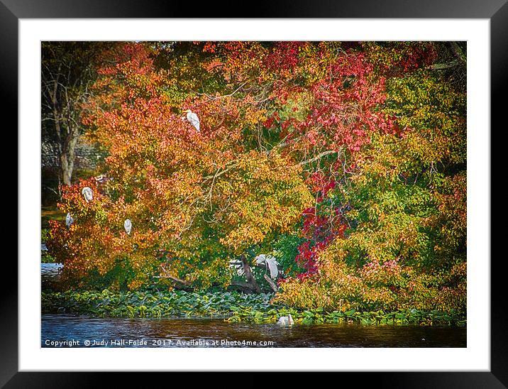 Rookery in Autumn Framed Mounted Print by Judy Hall-Folde