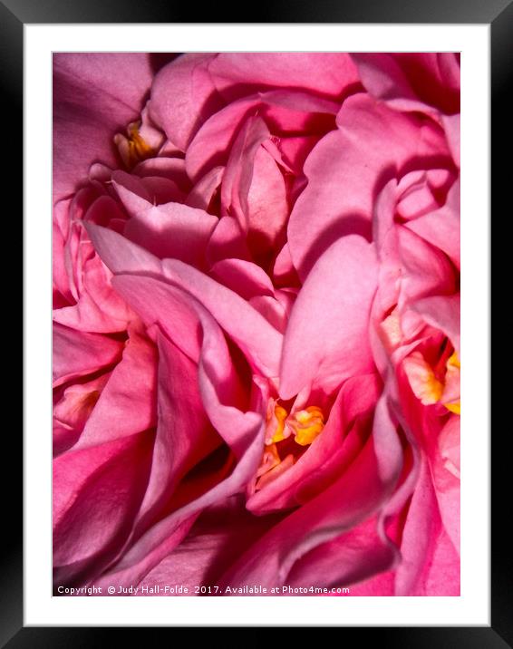 Camellia Close Framed Mounted Print by Judy Hall-Folde