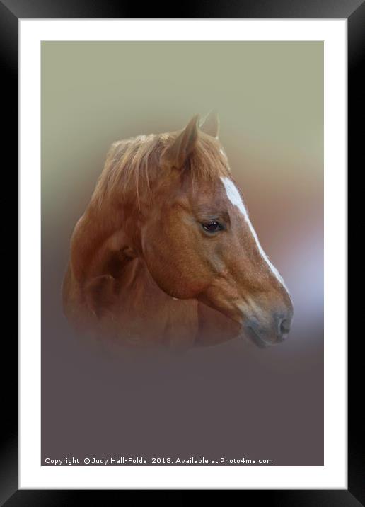 Portrait of a Horse Framed Mounted Print by Judy Hall-Folde