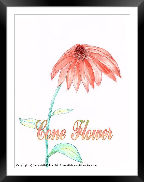 Cone Flower Framed Mounted Print by Judy Hall-Folde