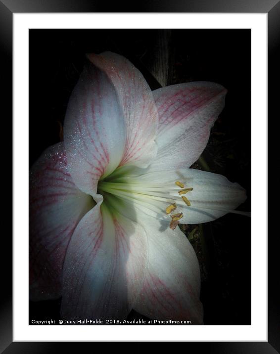 Spring Morning Amaryllis Framed Mounted Print by Judy Hall-Folde