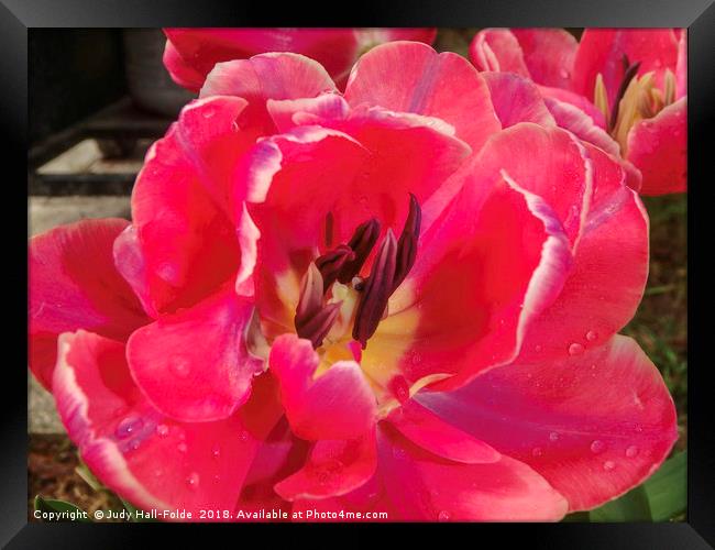 Tulip Framed Print by Judy Hall-Folde