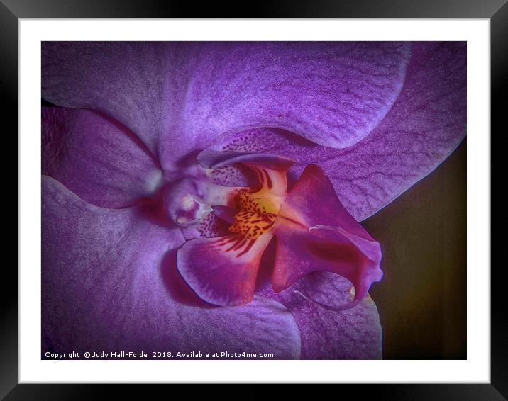 Deep Purple Orchid Framed Mounted Print by Judy Hall-Folde