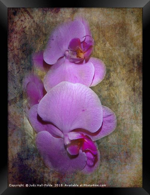 Purple Orchids Framed Print by Judy Hall-Folde