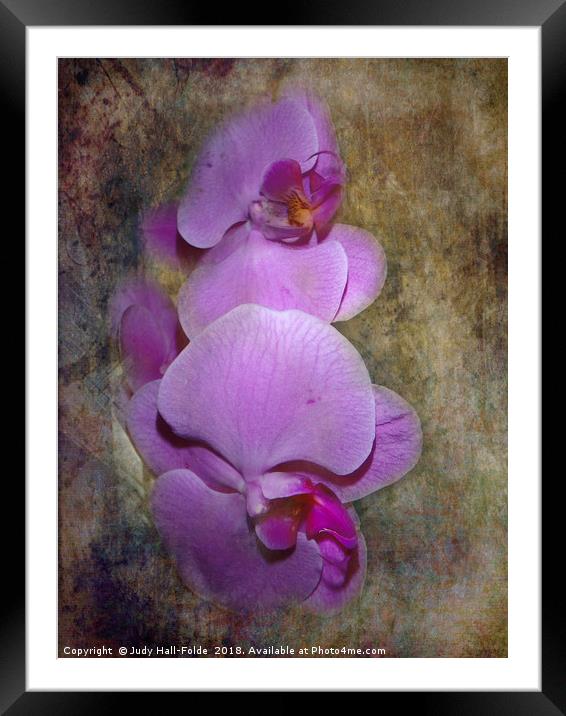 Purple Orchids Framed Mounted Print by Judy Hall-Folde