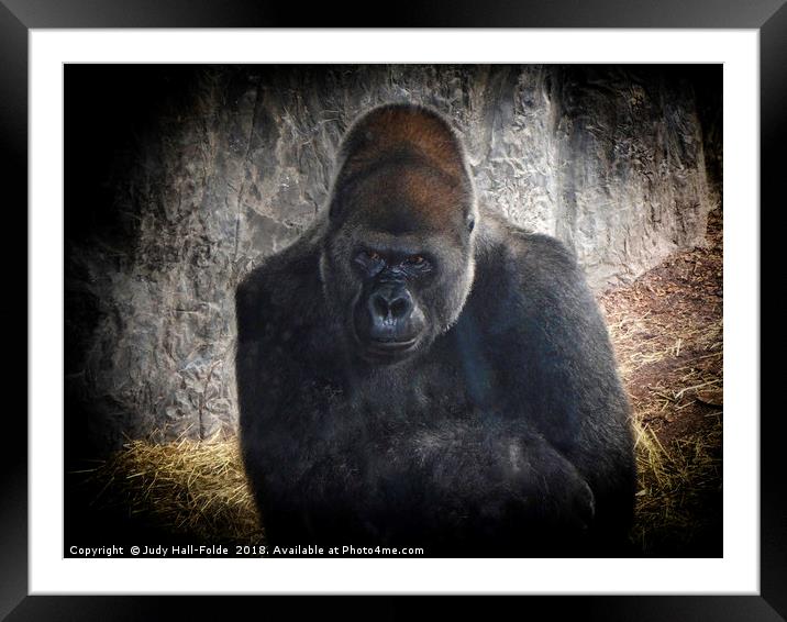 Gorilla Portrait Framed Mounted Print by Judy Hall-Folde