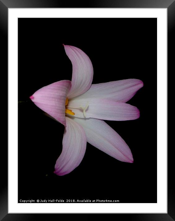 Pink on Black Framed Mounted Print by Judy Hall-Folde