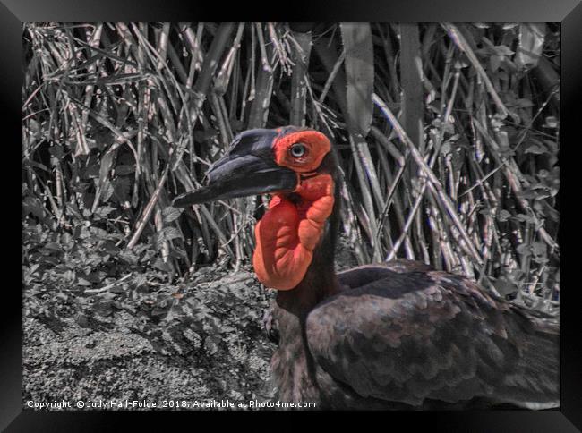 Southern Ground Hornbill Framed Print by Judy Hall-Folde