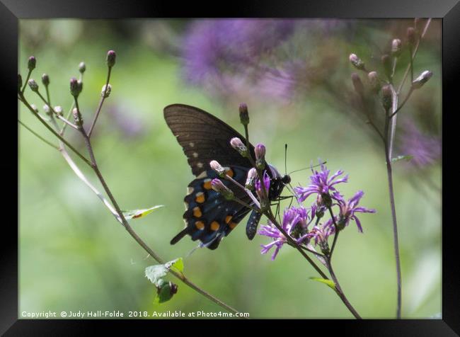 Butterfly, Buds and Petals Framed Print by Judy Hall-Folde