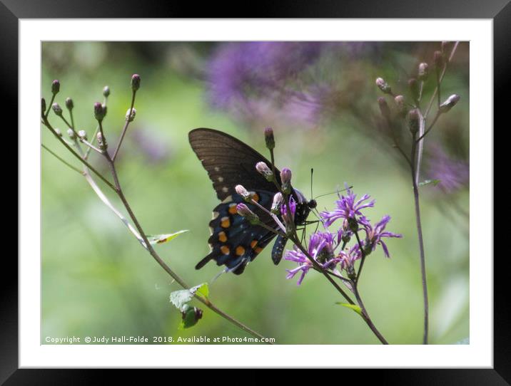 Butterfly, Buds and Petals Framed Mounted Print by Judy Hall-Folde