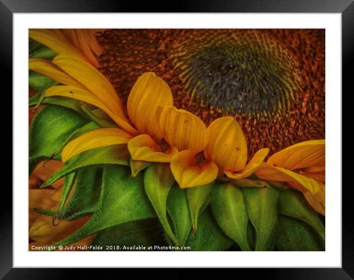 Sunflower Framed Mounted Print by Judy Hall-Folde