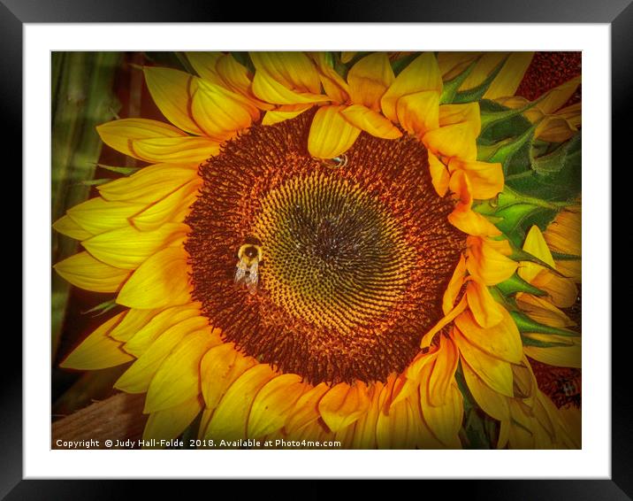 Two Bees in a Bud Framed Mounted Print by Judy Hall-Folde