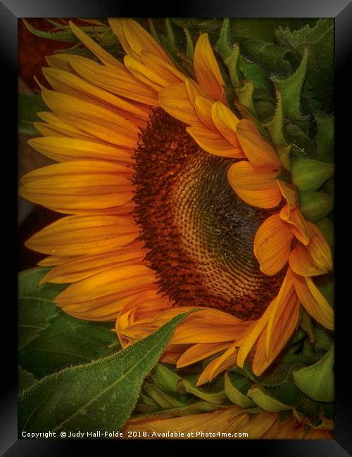 Sunflower Beauty Framed Print by Judy Hall-Folde