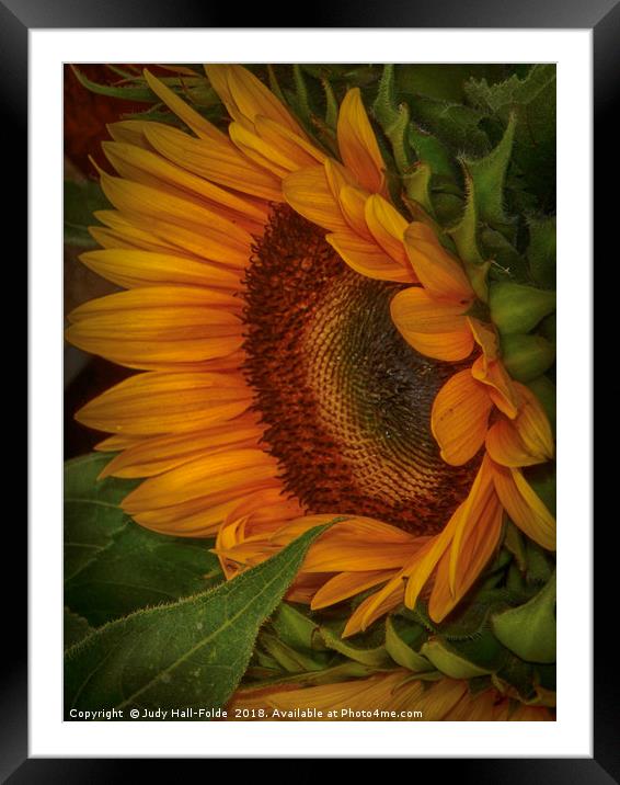 Sunflower Beauty Framed Mounted Print by Judy Hall-Folde