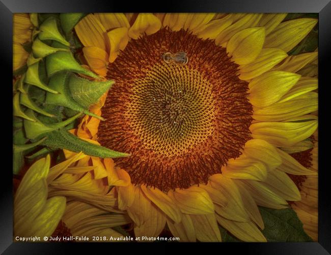 Sunflower Splendor Framed Print by Judy Hall-Folde