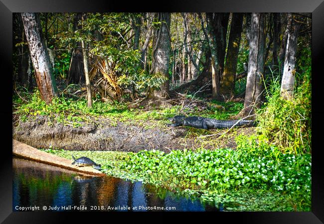 Natural Enemies Framed Print by Judy Hall-Folde