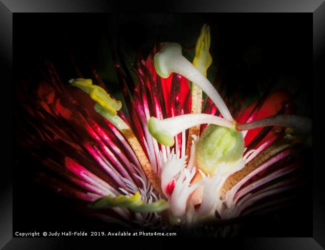 Red Passion Framed Print by Judy Hall-Folde