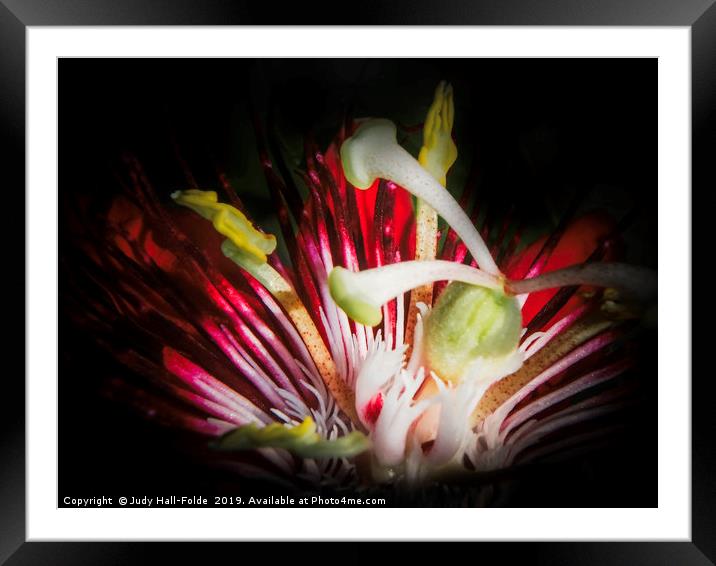 Red Passion Framed Mounted Print by Judy Hall-Folde