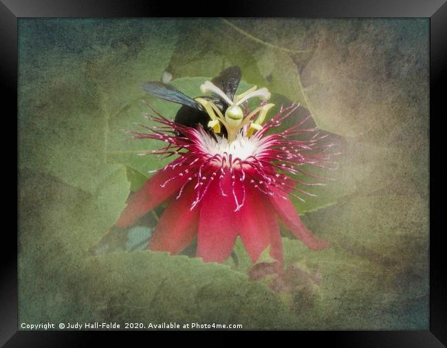 Bee Passion Framed Print by Judy Hall-Folde