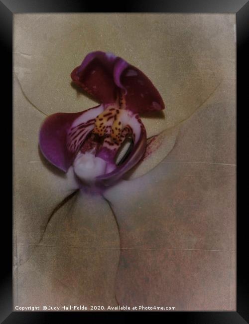 Orchid Macro Framed Print by Judy Hall-Folde