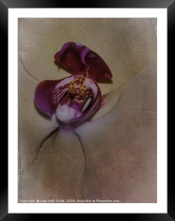 Orchid Macro Framed Mounted Print by Judy Hall-Folde