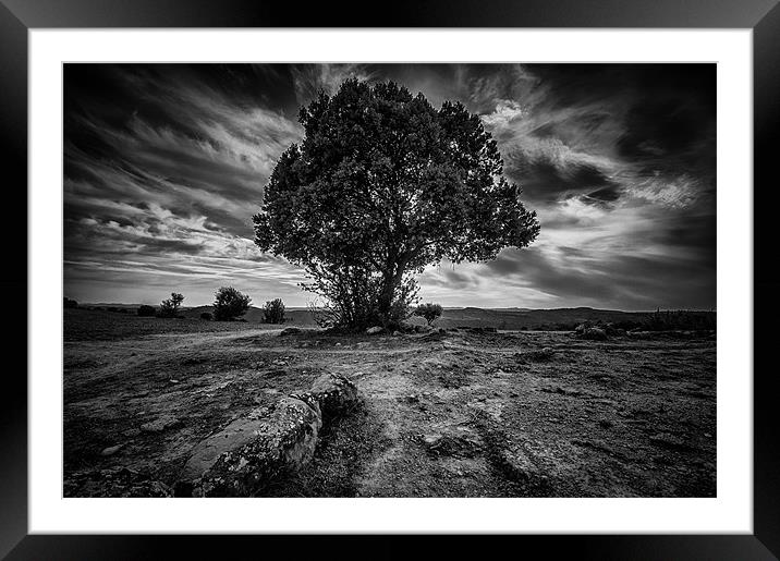 Tree against the sky. Framed Mounted Print by Sean Needham