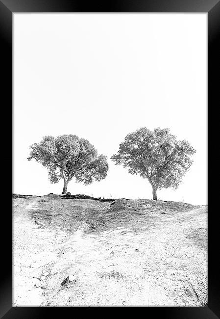 Minimal trees Framed Print by Sean Needham