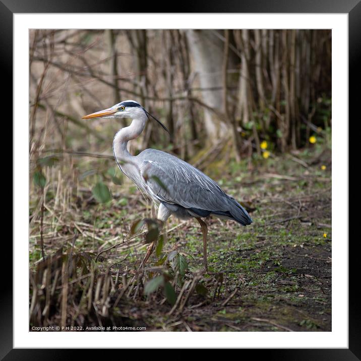 Heron Framed Mounted Print by P H