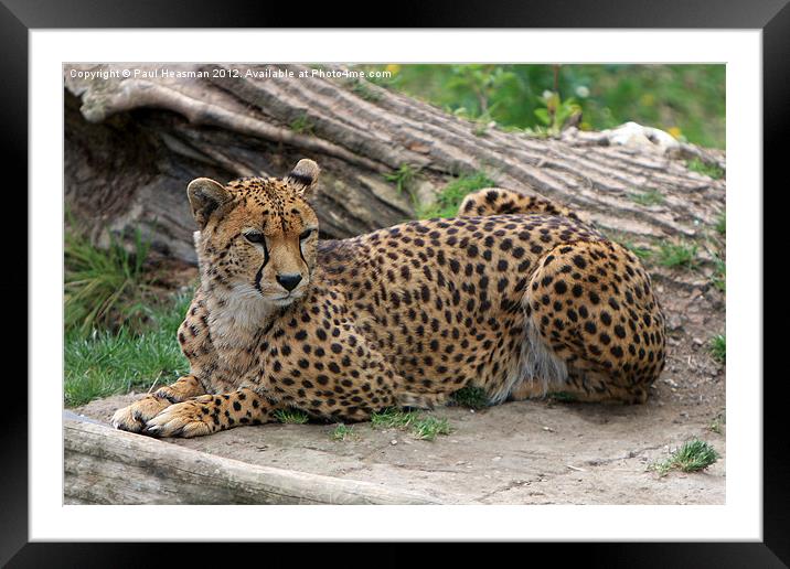 Cheetah Framed Mounted Print by P H