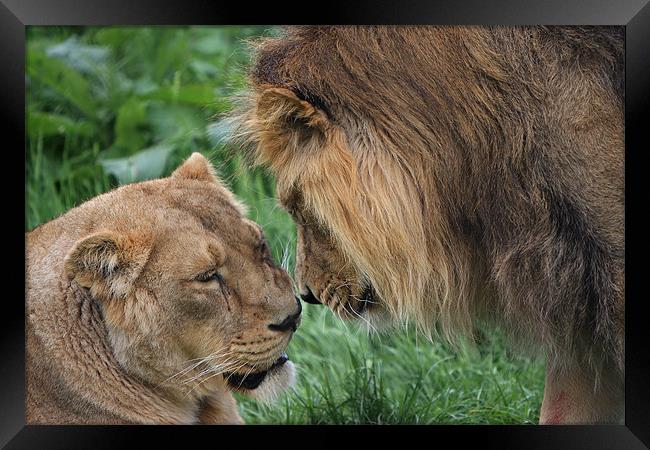 Lion and Lioness Framed Print by P H
