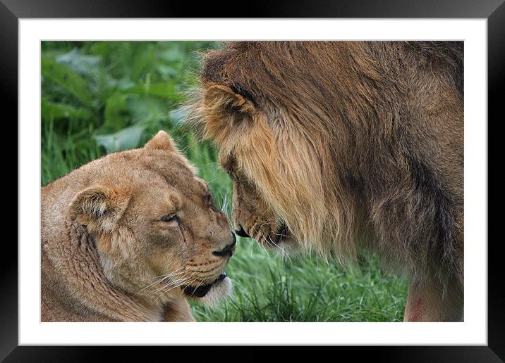 Lion and Lioness Framed Mounted Print by P H