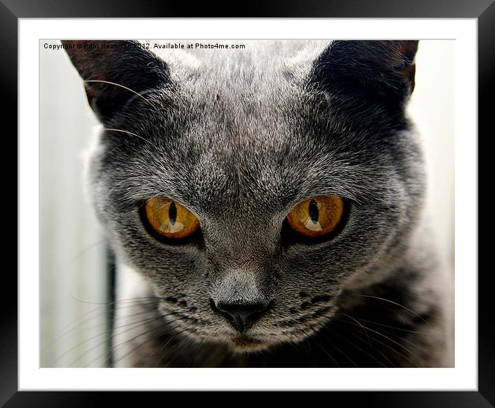 Evil cats eyes Framed Mounted Print by P H