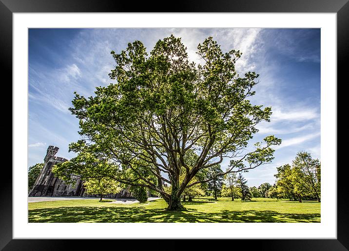 Oak Tree and Castle Framed Mounted Print by P H