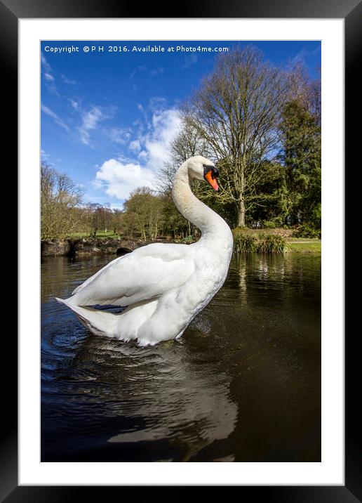 Swan Framed Mounted Print by P H