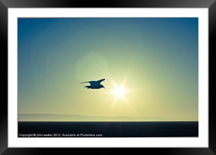 Single Gull Framed Mounted Print by john walker