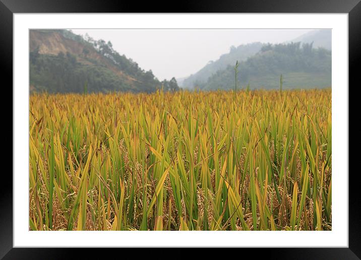 Corn field in Vietnam Framed Mounted Print by Stephanie Haines