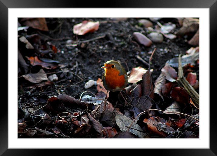 Winter Robin Framed Mounted Print by Stephanie Haines