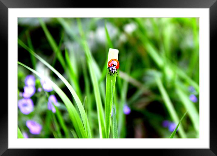 Ladybird having lunch Framed Mounted Print by Stephanie Haines